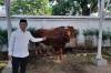 Penampakan Si Jalu, Sapi Kurban Presiden Prabowo Berbobot 1,2 Ton di Karawang Bikin Heboh