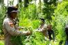 Heboh! Ladang Ganja 2 Hektare di Aceh Utara, 3.000 Batang Tanaman Dimusnahkan