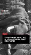 Sedih, Gajah Indro Mati di Usia 45 Tahun karena Sakit Komplikasi