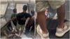 Video Viral Turis Bangladesh Kencing di Eskalator MRT, Netizen Syok!