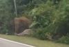 Pilu! Induk Gajah Tolak Tinggalkan Anaknya yang Mati Ditabrak Mobil di Jalanan