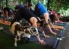 Yoga Bersama Kambing Jadi Rutinitas Warga AS - Bagian 5