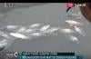Ribuan Ikan di Sungai Padang Mati Mendadak