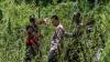Polisi Musnahkan 4 Hektare Ladang Ganja Siap Panen - Bagian 2