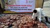 4,6 Ton Daging Celeng Ilegal Dimusnahkan - Bagian 1