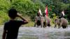 Gajah-Gajah Sumatera Kibarkan Bendera Merah Putih di Aceh - Bagian 2