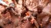 Ada Festival Tomatina, Kota di Spanyol Dibanjiri 160 Ton Tomat - Bagian 1
