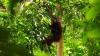Momen Pelepasan Orangutan ke Alam Liar di Hutan Kalimantan Timur - Bagian 1