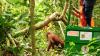 Momen Pelepasan Orangutan ke Alam Liar di Hutan Kalimantan Timur - Bagian 4
