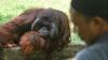 Pemkot Semarang Gandeng Pengelola Bali Zoo Benahi Kebun Binatang - Bagian 2