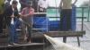 Presiden Jokowi Panen Udang di Muara Gembong - Bagian 2