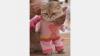 Hari Valentine, Kucing-Kucing Lucu Ini Pakai Kostum Serba Pink - Bagian 2