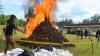 Polres Aceh Besar Bakar 806 Kilogram Ganja Kering - Bagian 2