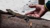 74 Ekor Anak Komodo Lahir di Kebun Raya Surabaya - Bagian 2
