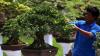 Melihat Koleksi 85 Bonsai Cantik Milik Jeanne Wenas - Bagian 3
