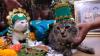 Kucing-Kucing Lucu Ini Ikuti Lomba Busana Adat Tradisional - Bagian 3