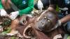 Hutan Hangus Terbakar, Orangutan Kabur dan Kena Jerat Pemburu - Bagian 3