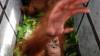 2 Bayi Orangutan Dijual Pemburu di Media Sosial Berhasil Diamankan - Bagian 1
