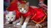 Penampilan Lucu Kucing-Kucing Pakai Baju Imlek - Bagian 2