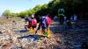 Relawan Sungai Nusantara Bebaskan Mangrove dari Sampah Plastik