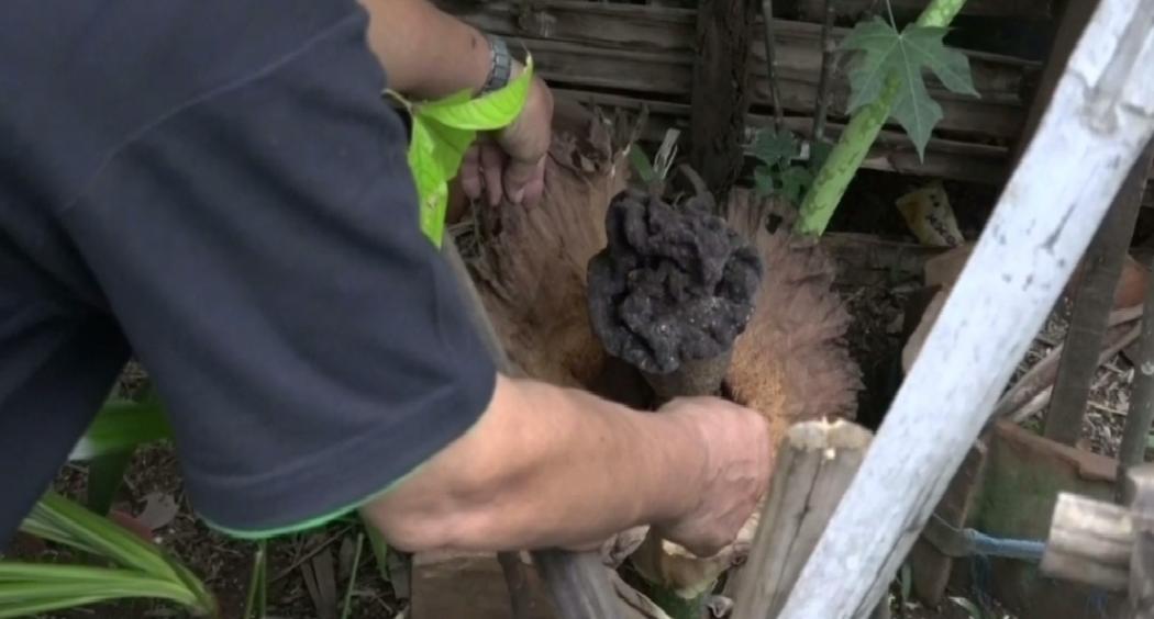 Bunga Bangkai Tumbuh di Pekarangan Warga