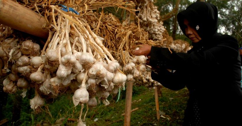 Kemendag Selidiki 8 Kontainer Bawang Putih yang Diduga Ilegal