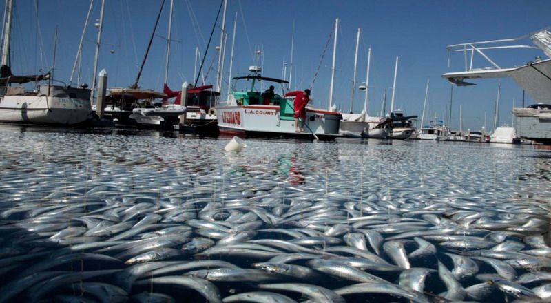 Susi Akui Ekspor Komoditas Perikanan Menurun