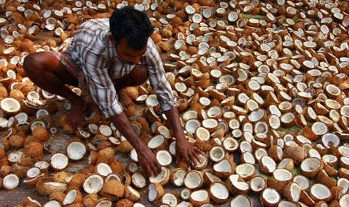 Indonesia Seharusnya Jadi Produsen Kelapa Terbesar di Dunia