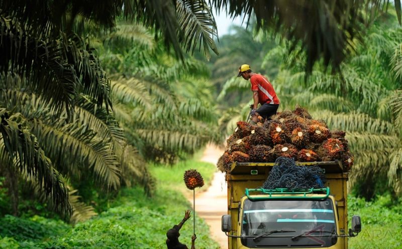 Sengkarut Lahan Adat