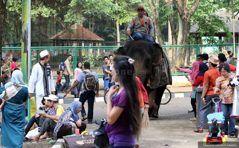 Libur Tahun Baru, 41.000 Pengunjung Padati Ragunan