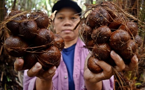 Indonesia Genjot Ekspor Buah Tropis ke Selandia Baru