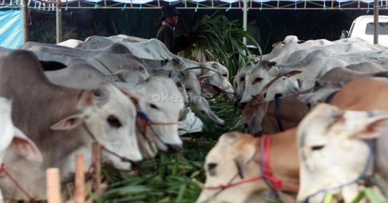 Kabupaten Badung Asuransikan Ratusan Ekor Sapi Betina