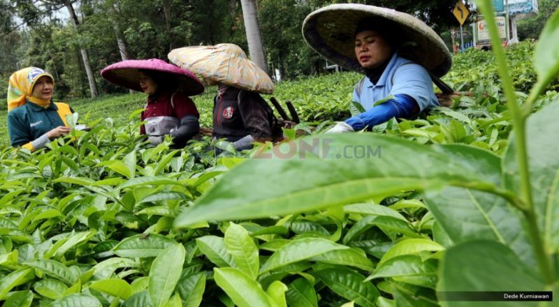 Ekspor Teh Dihambat, Kemendag Terbang ke Eropa