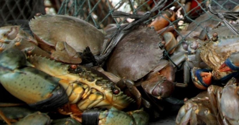 Jambi Ekspor Kepiting Bakau untuk Pertama Kali