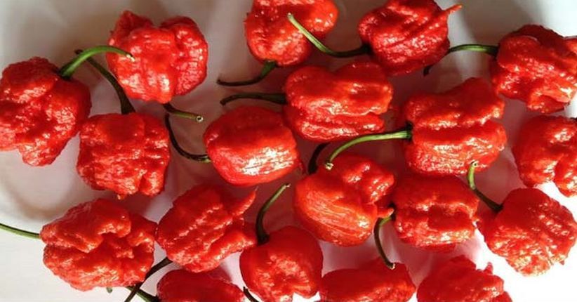 Makan Cabai Rawit Terpedas di Dunia, Pria AS Kena Gangguan Otak