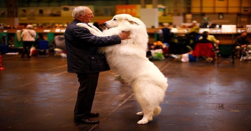 Ngeri, Anjing di Rusia Tembak Majikannya hingga Tewas