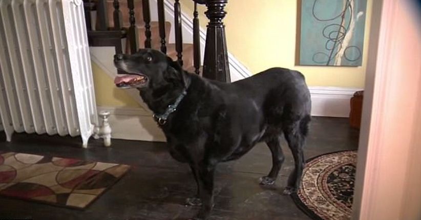 Hilang 10 Tahun dan Dikira Mati, Anjing Ini Kembali Bertemu Pemiliknya