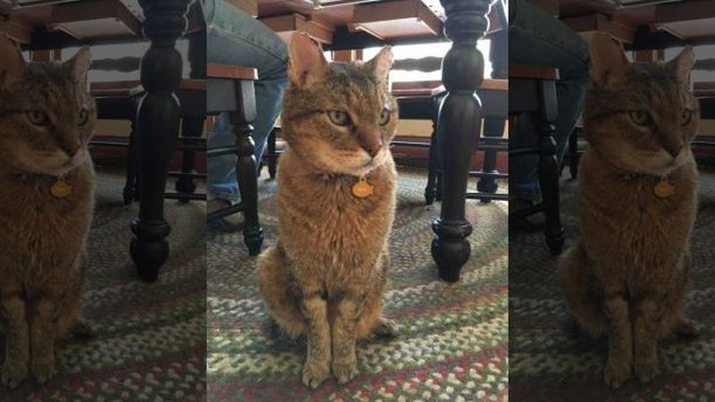 Hilang 10 Tahun, Kucing Ini Kembali Lagi ke Rumah