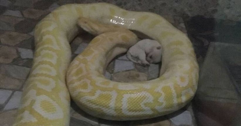 Dihujat, Kebun Binatang China Stop Jadikan Anak Anjing Makanan Piton