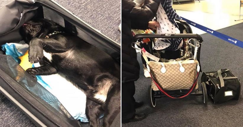 Seekor Anjing Ditemukan Mati di Kabin Pesawat United Airlines