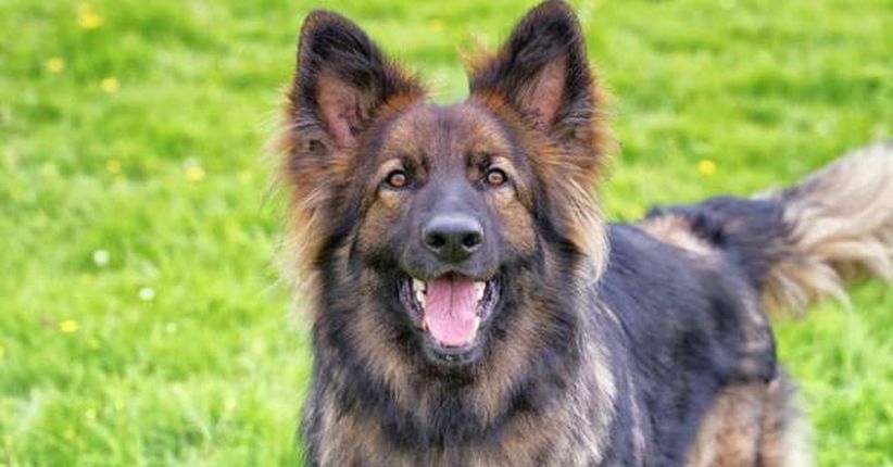 Sedang Tidur, Bayi Berusia 8 Hari Tewas Digigit Anjing