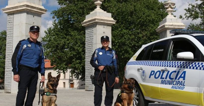 Anjing Pelacak di Madrid Diterapi 'Mozart Effect', Ini Alasannya