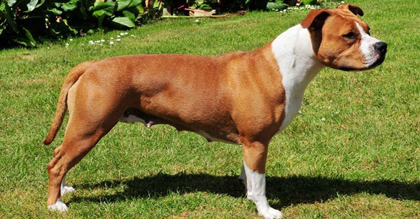 Anjing Peliharaan Bunuh Ibu dan Anak di Jerman