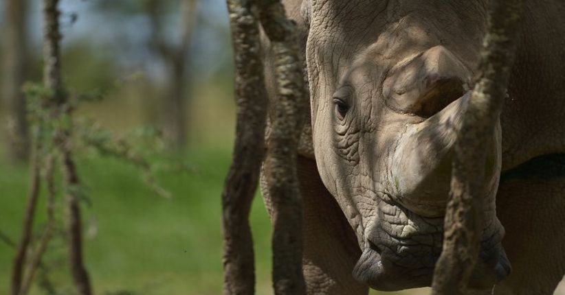 Sudan Disuntik Mati, Populasi Badak Putih Jantan Musnah