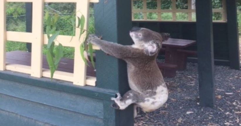 Kejam, Foto Koala Dipaku di Tiang Viral di Medsos