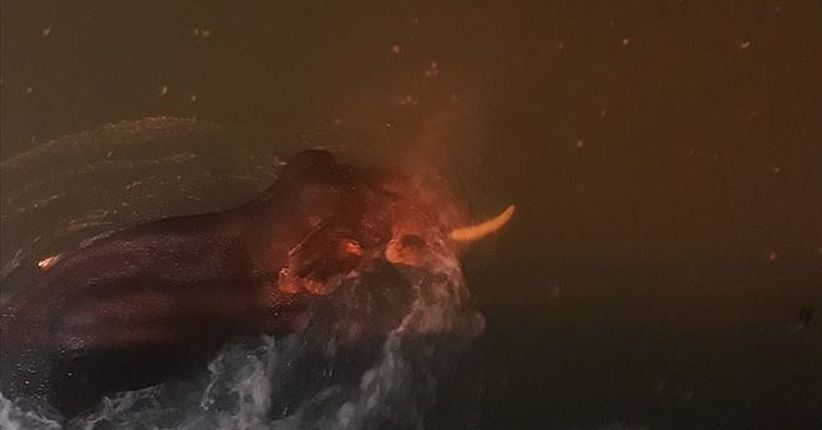 Dramatis, Gajah Nyaris Mati Tenggelam di Sungai Gangga Diselamatkan