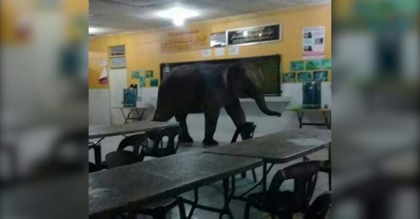 Bikin Heboh, Gajah Masuk Kantin Sekolah untuk Cari Makanan