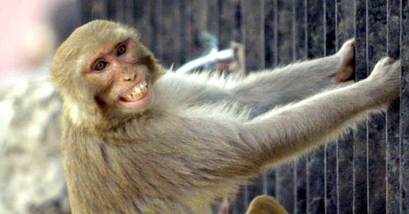  Seperti Apa Monyet yang Menculik Bayi di India?
