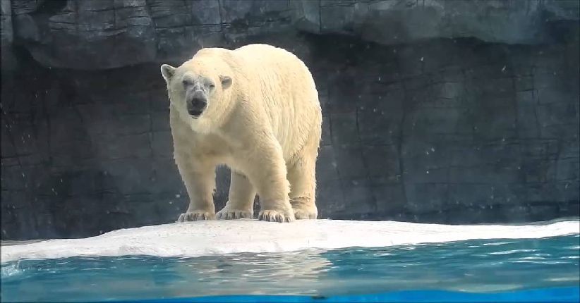 Sedih, Inuka Si Beruang Kutub Pertama yang Lahir di Tropis Sekarat