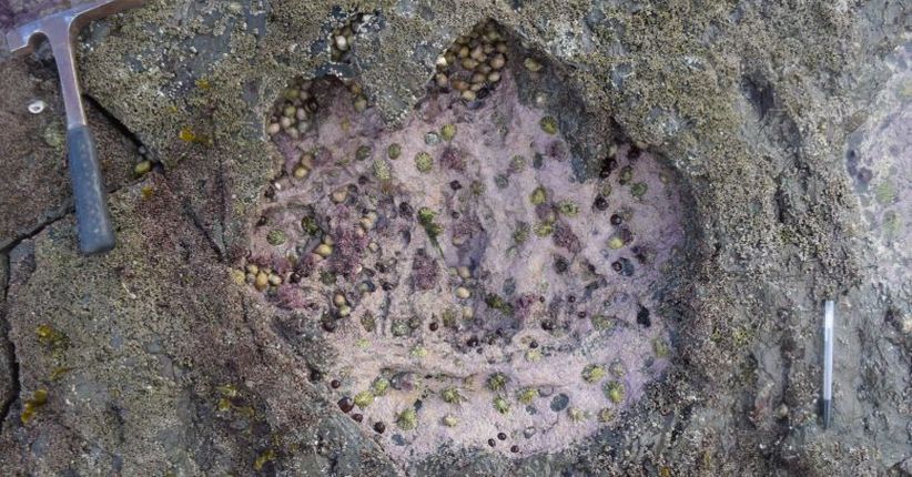 Puluhan Jejak Telapak Kaki Dinosaurus Ditemukan di Skotlandia